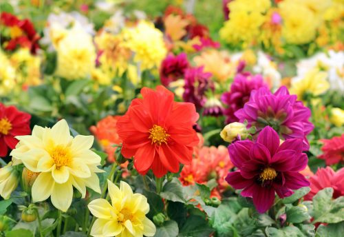 Секреты выращивания однолетних цветов на даче